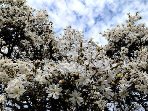 The vibrant close-up of a Star Magnolia (Magnolia stellata) tree in full bloom during early spring