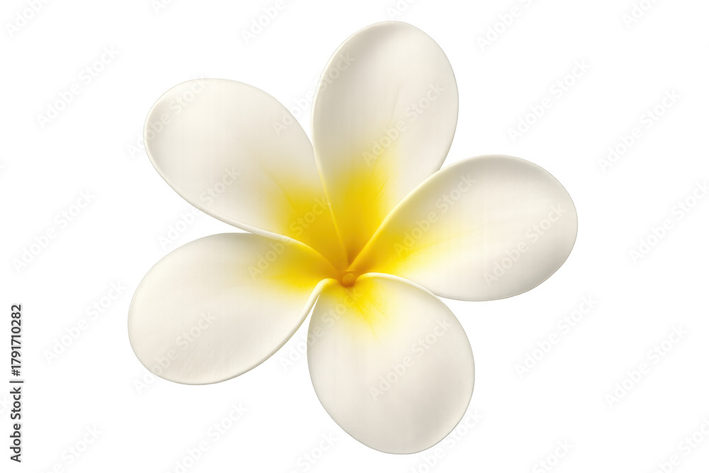 Naklejka premium Plumeria tropical flower with white petals and yellow center, symbolizing beauty, spa, and relaxation, transparent background