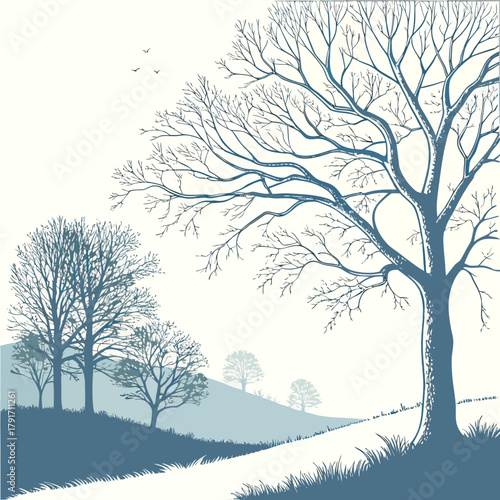 Bare trees on a hillside in winter