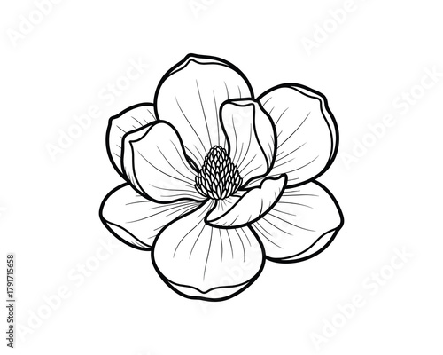 Hand drawn magnolia flower. Blooming tree flower. Spring flower