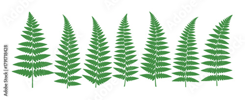 Collection of various green fern leaves, perfect for botanical illustrations and nature designs.