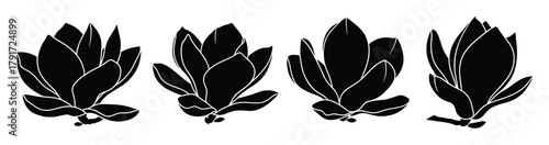 Set of beautiful magnolia flower blossom black silhouettes botanical garden vector element