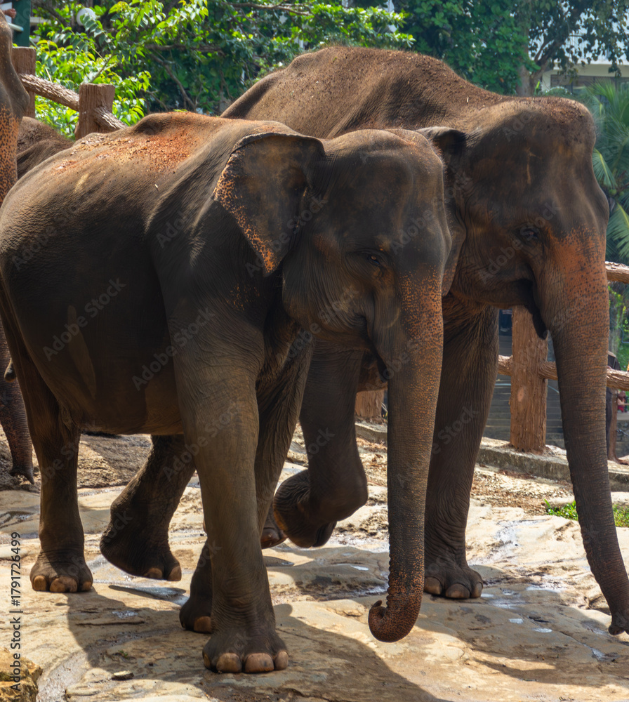 Fototapeta premium Two Asian Elephants Walking Together Side-by-Side on a Paved, Rocky Path in a Sanctuary