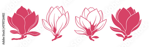 Set of isolated magnolia blossom flowers, magnolia design elements, graphic resources for spring.