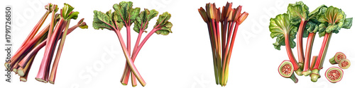 Rhubarb stalks – The long red-green stalks of rhubarb typically used in pies and desserts. Isolated on Clear White Background Highly Detailed