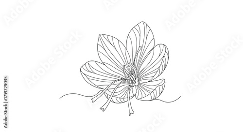 Detailed line drawing of a plant leaf with intricate veins and a stem.