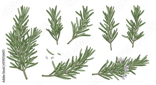 A collection of fresh green rosemary sprigs with delicate needles and some small flowers.