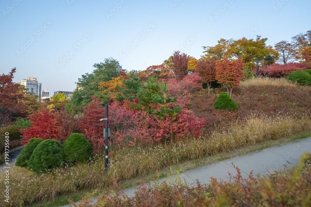 Obraz premium Wonderful autumn colors of the trees in a park in Seoul city