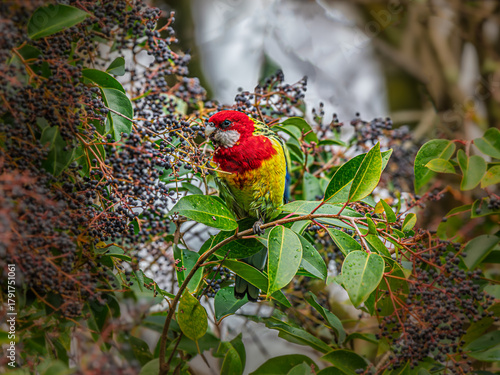 Eastern Rosella Feeding On Native Peppercorn