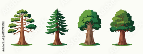 Sequoia tree illustrations, different styles, tall trees on white background, flat vector design, nature and forest concept.