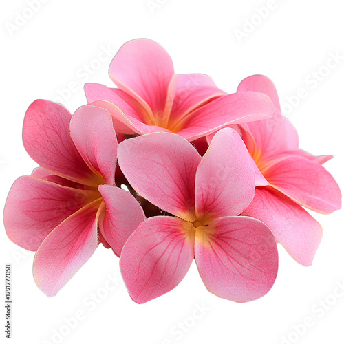 Pink Carnation Flower Soft Bloom Floral Beauty Garden Style