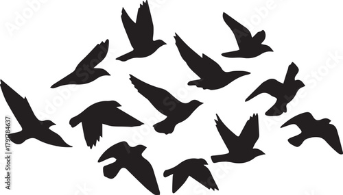 Group of Silhouetted Birds in Mid- Flight Keywords: birds, flock, flying, flight, silhouette