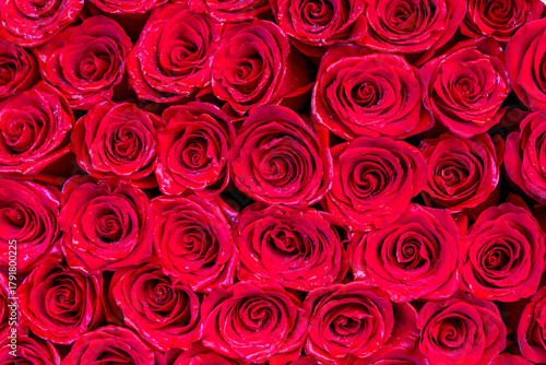 Red Rose Buds Background. Romantic Floral Texture