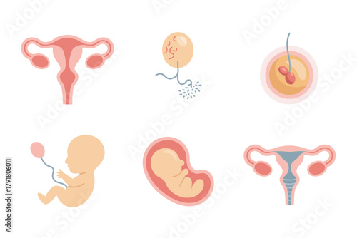 Detailed flat vector icons for reproduction, showing sperm, uterus, embryo, representing biology, fertility, and medicine,