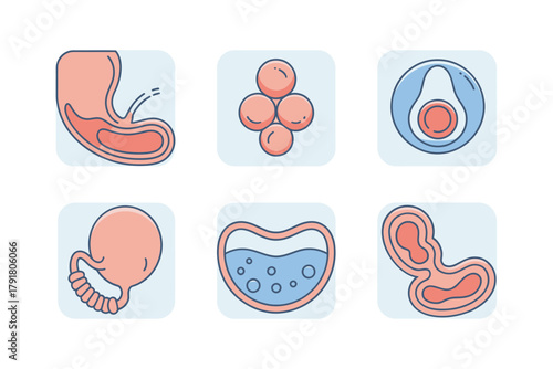 Detailed flat vector icons for human growth, showing embryo, fetus, uterus, representing reproduction and medical biology,