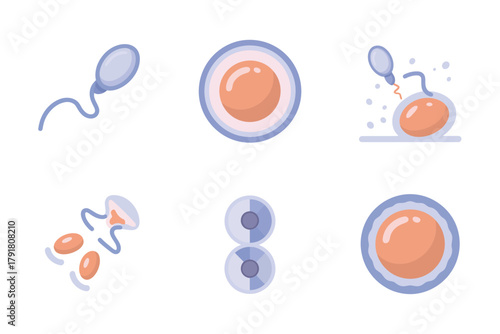 Detailed flat vector icons for reproduction, showing sperm, ovum, embryo, representing biology, fertility, and research,