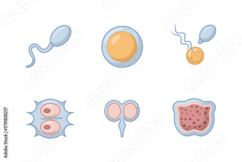 Flat vector icons for reproduction, featuring sperm, ovum, embryo, representing biology, fertility, and medical science,