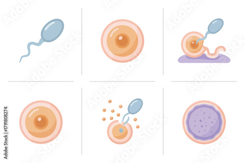 Flat color icons for medical research, illustrating ovum, embryo, cell, representing reproduction, biology, and fertility,