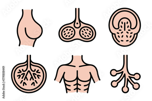 Detailed flat vector icons for human body, showing lungs, breast, glands, representing anatomy, health, and medical structure,
