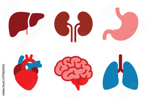 Detailed flat vector icons for anatomy, showing liver, kidney, stomach, representing internal organs and health,