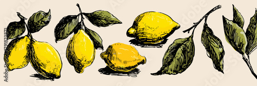 신선한 레몬과 잎사귀가 그려진 빈티지 스타일의 일러스트레이션으로 자연의 아름다움을 표현합니다