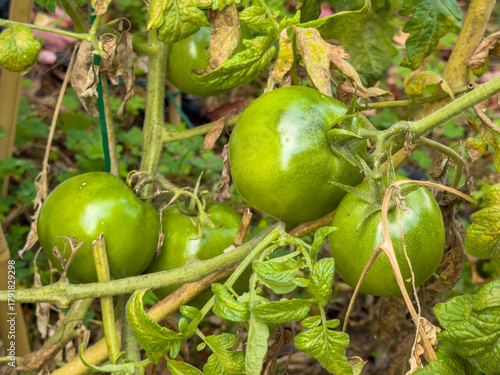 Wallpaper Mural Close-up view of unripe green tomatoes growing upon the garden vine featuring leaves and stems within soft daylight Torontodigital.ca