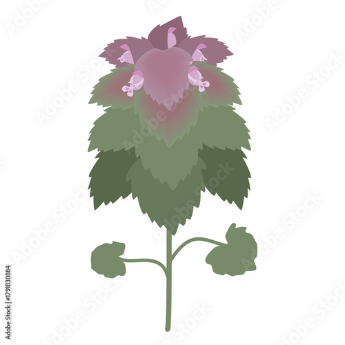 ヒメコオドリコソウのイラスト