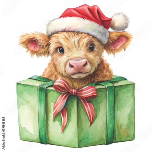 cute highland cow sitting on a big wrapped Christmas gift box clipart white background 