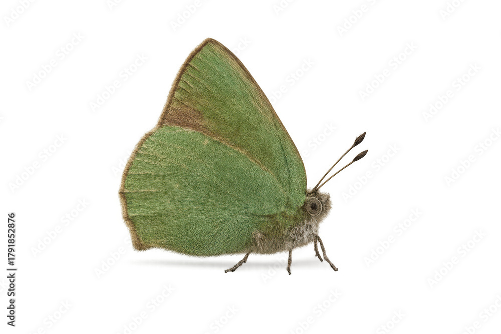 Fototapeta premium Green butterfly side view cutout on transparent background showcasing nature and insect life
