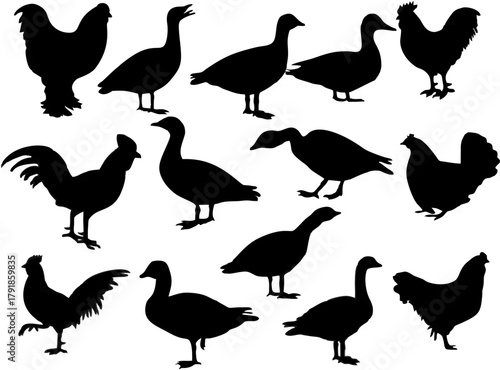 Bird Silhouettes Collection.eps