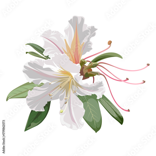 Beautiful bouquet of blossoming Rhododendron flowers. White plant isolated on a white background. 