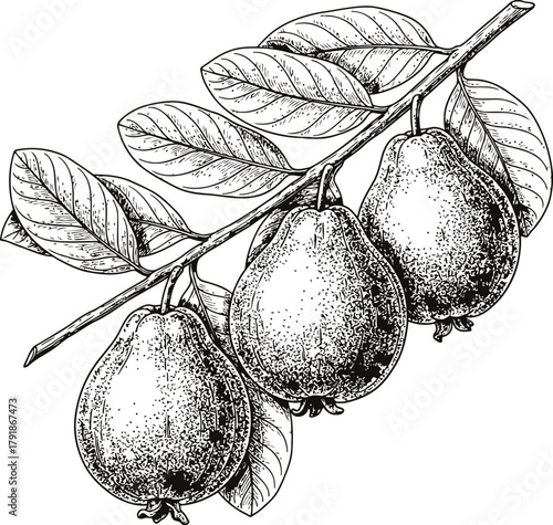Botanical drawing of three guava fruits on a branch with leaves against a dark background