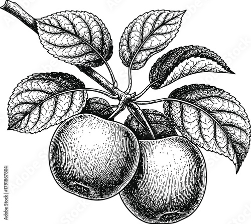 Botanical illustration of a fruit tree branch with three fruits and foliage