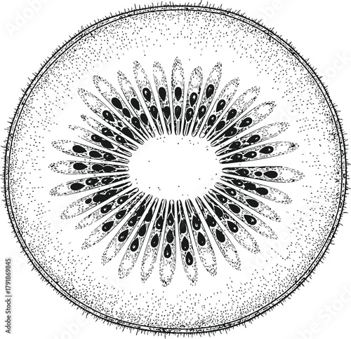 Dark flower blossom with radiating petal-like structures and fuzzy circular border