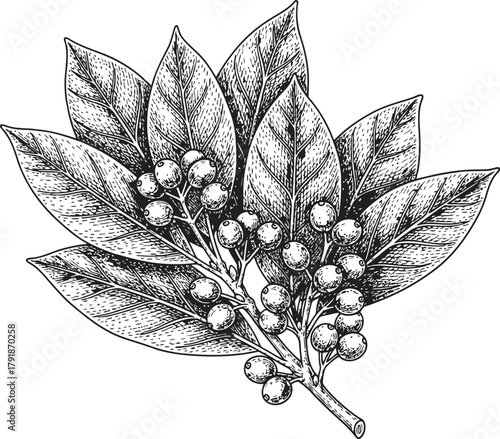 Dark silhouette of a botanical branch with multiple broad leaves and small round berries