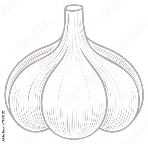 Line art illustration of a single whole garlic bulb with sketch texture