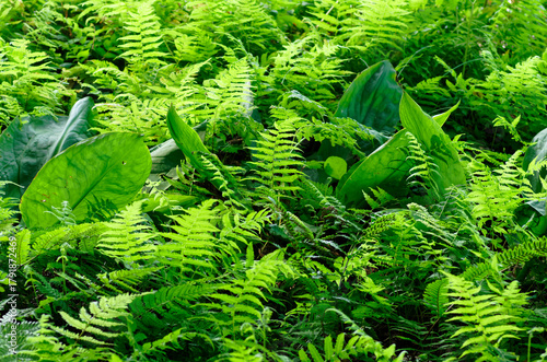 湿地帯のシダの群生