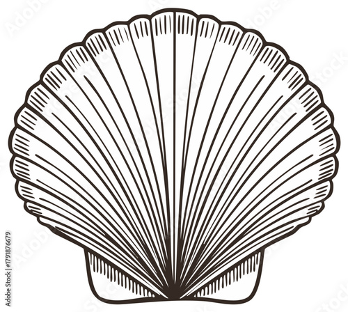 Elegant scallop shell illustration in detailed linework graphic pattern perfect for marine and nautical designs