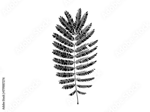 fern leaf isolated on white
