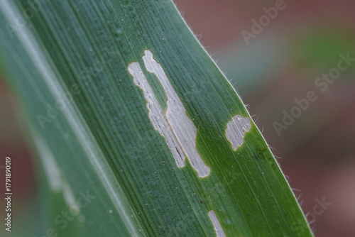 condition of corn leaves that have been eaten by caterpillars