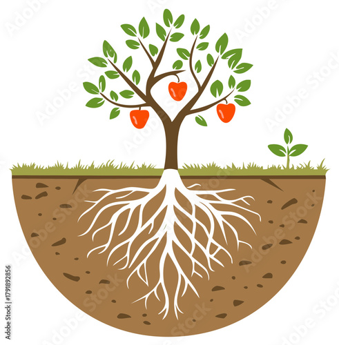 Healthy fruit tree with abundant roots and developing seedling growth