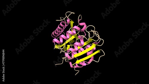Crystal structure of PETase from Ideonella sakaiensis. Animated 3D cartoon and molecular surface models, secondary structure color scheme, PDB 5xjh, black background