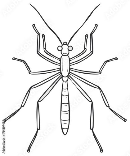 Line art drawing of a water scorpion insect with long legs and antennae