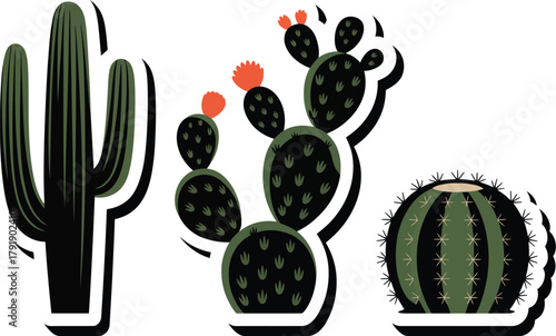 Three different types of cacti are shown against a white background.