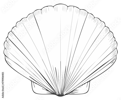 Detailed black and white line drawing of a scallop shell with radiating lines and scalloped edges