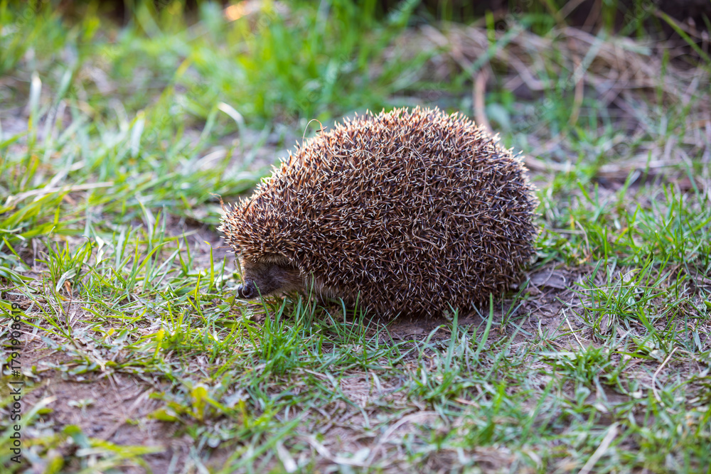 © Nobilior - hedgehog in the green grass © Nobilior - hedgehog in the green grass