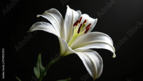 White lily flower with water drops on petals. Macro view of delicate bloom against dark background. Elegant floral element for design or decoration. Pure blossom freshness.