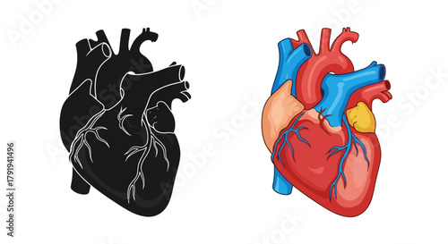 Anatomical illustration depicting a human heart in color and black and white