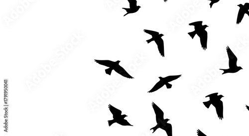 vector silhouettes of birds