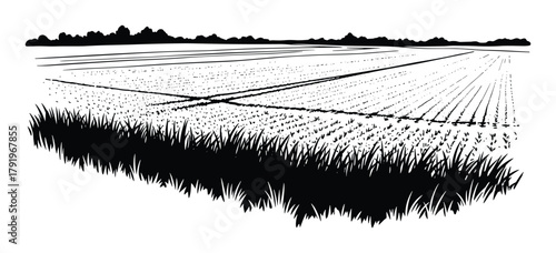 Cultivated farm field with rows of crops and distant treeline. agricultural landscape drawing.